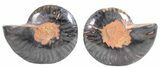 Split Black/Orange Ammonite Pair - Unusual Coloration #55576-1